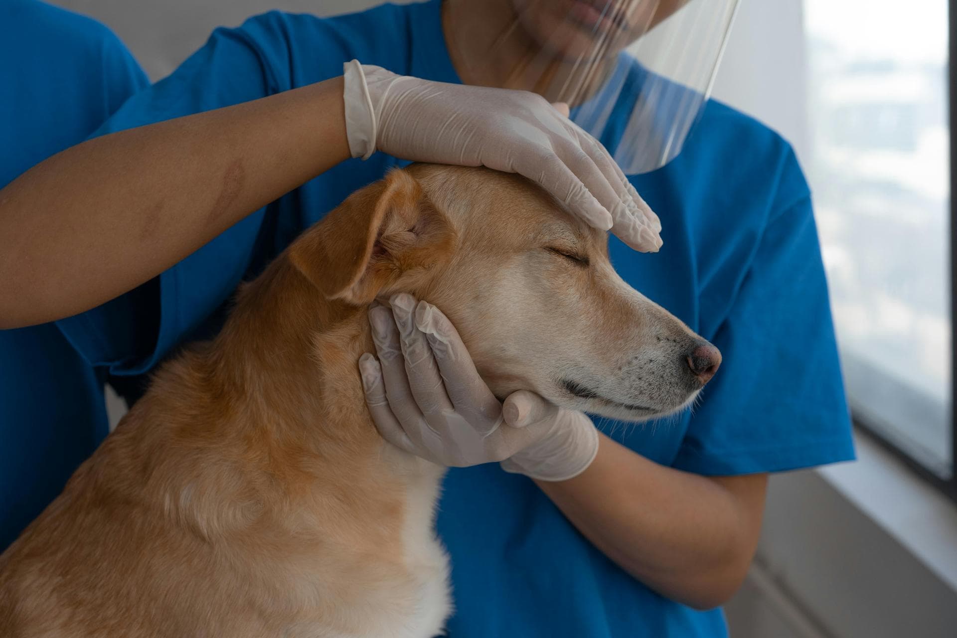 Farm & Large-Animal Vets near Henderson