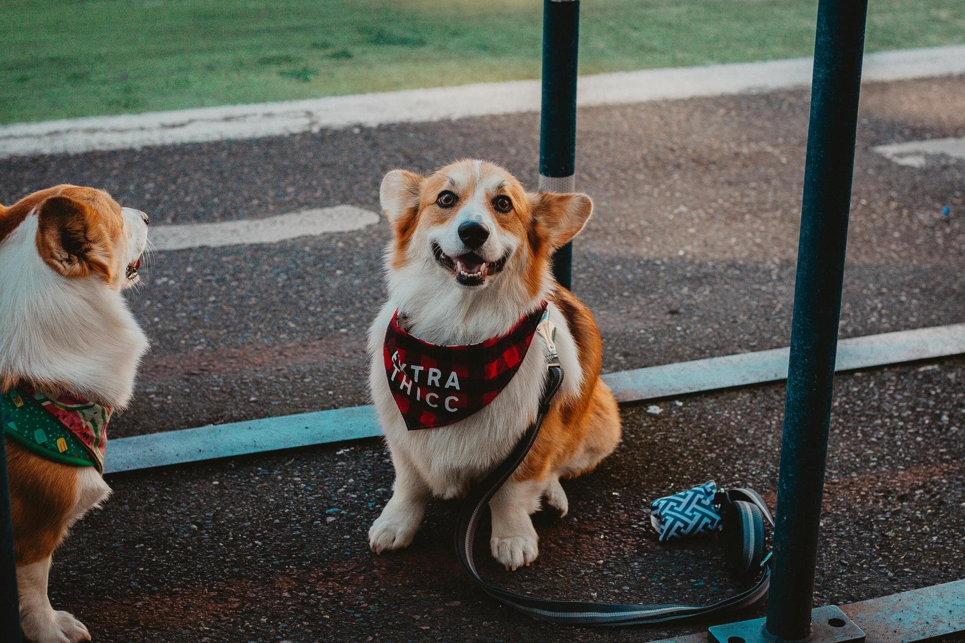 Dog & Cat Vets in Henderson